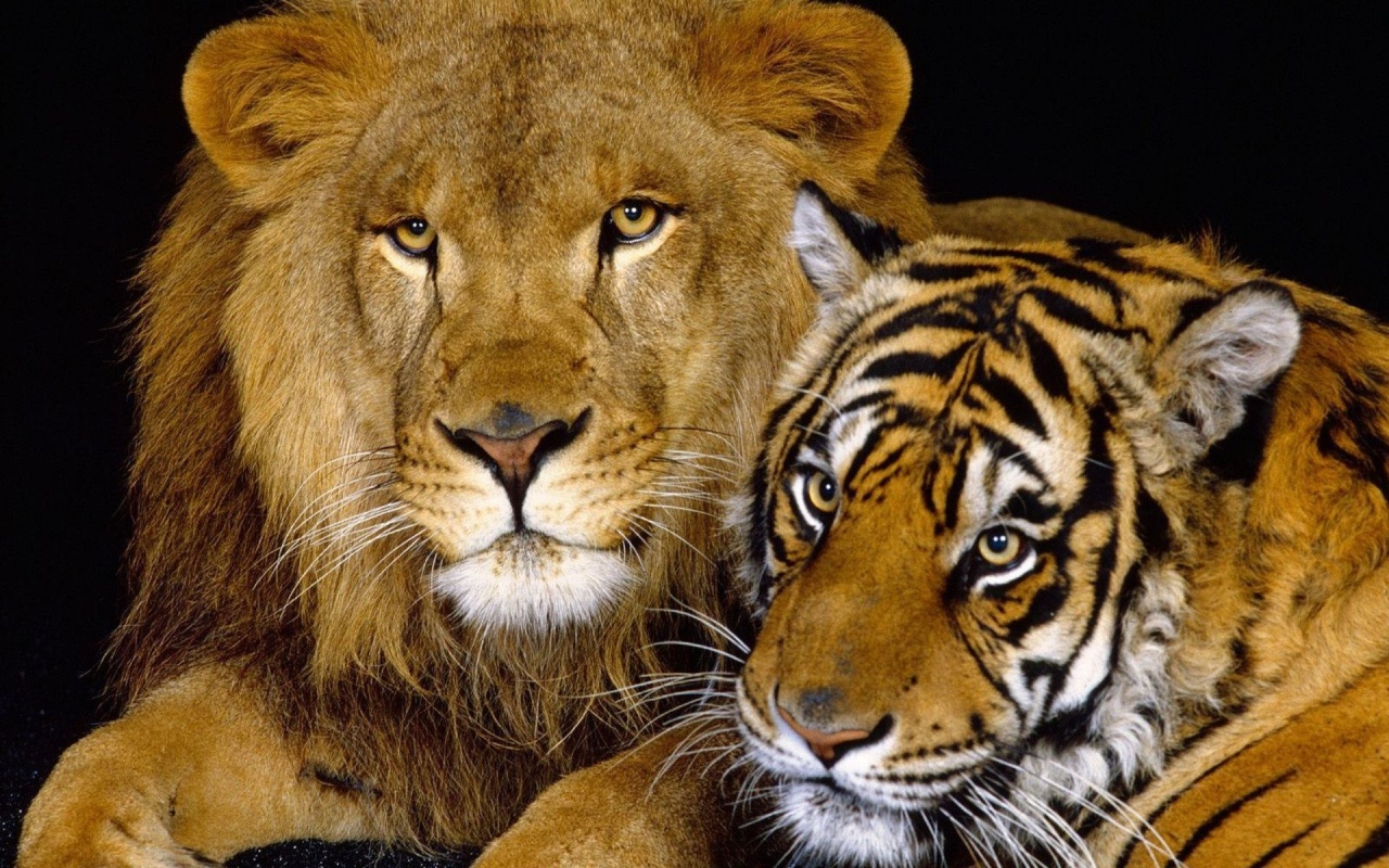 Tiger And Lion1