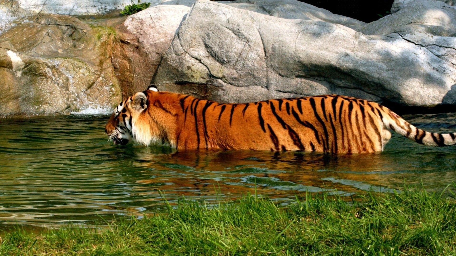 Tiger In Water