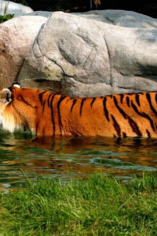 Tiger In Water