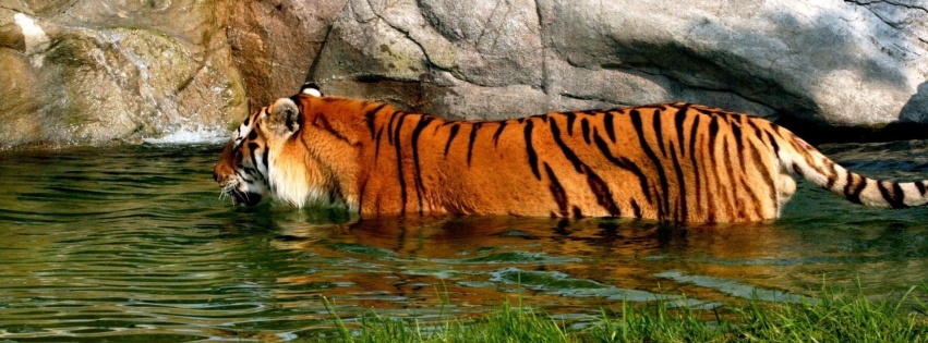 Tiger In Water