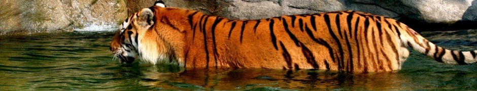 Tiger In Water