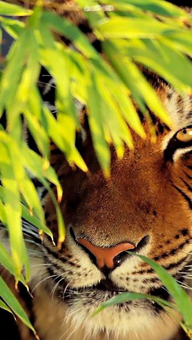 Tiger Nature Animals