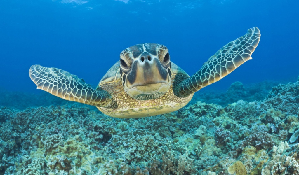 Tortoise Head Flippers Sea