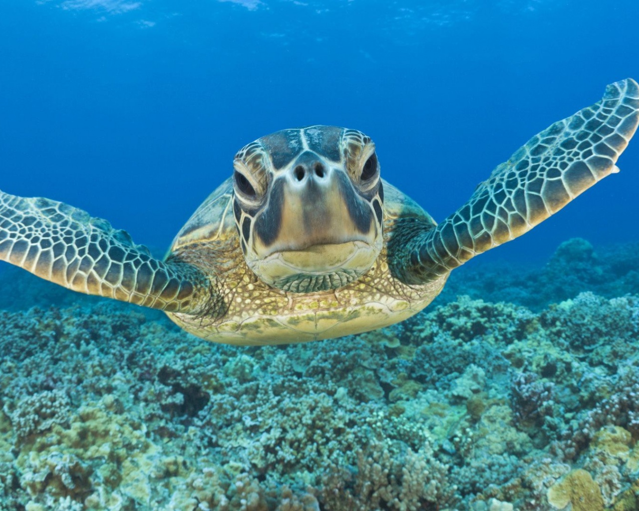 Tortoise Head Flippers Sea