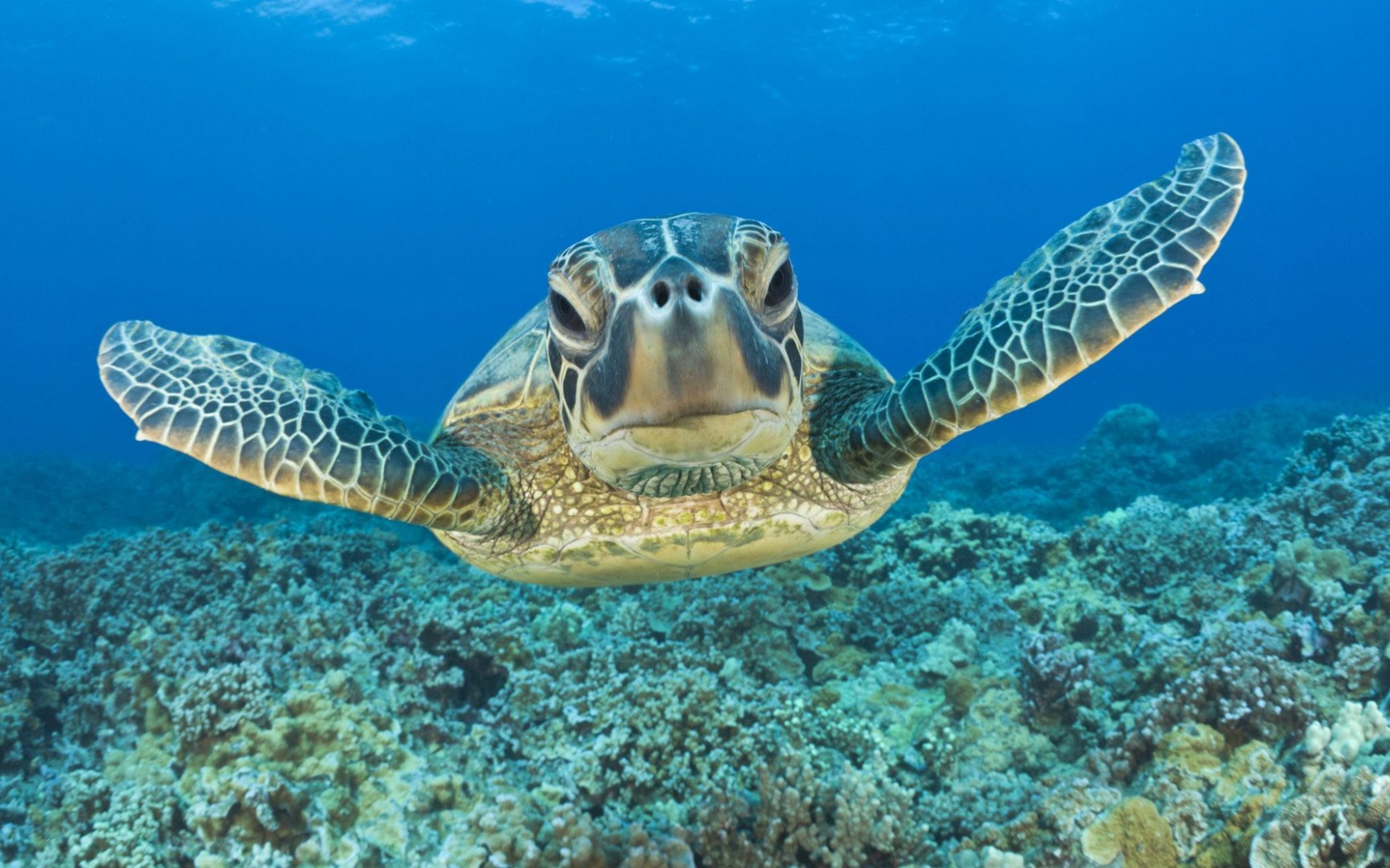 Tortoise Head Flippers Sea