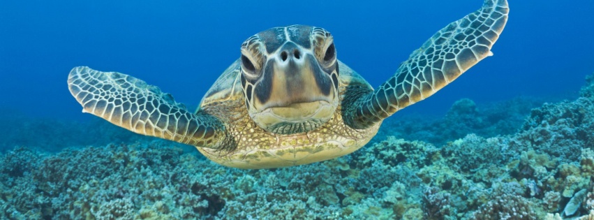 Tortoise Head Flippers Sea