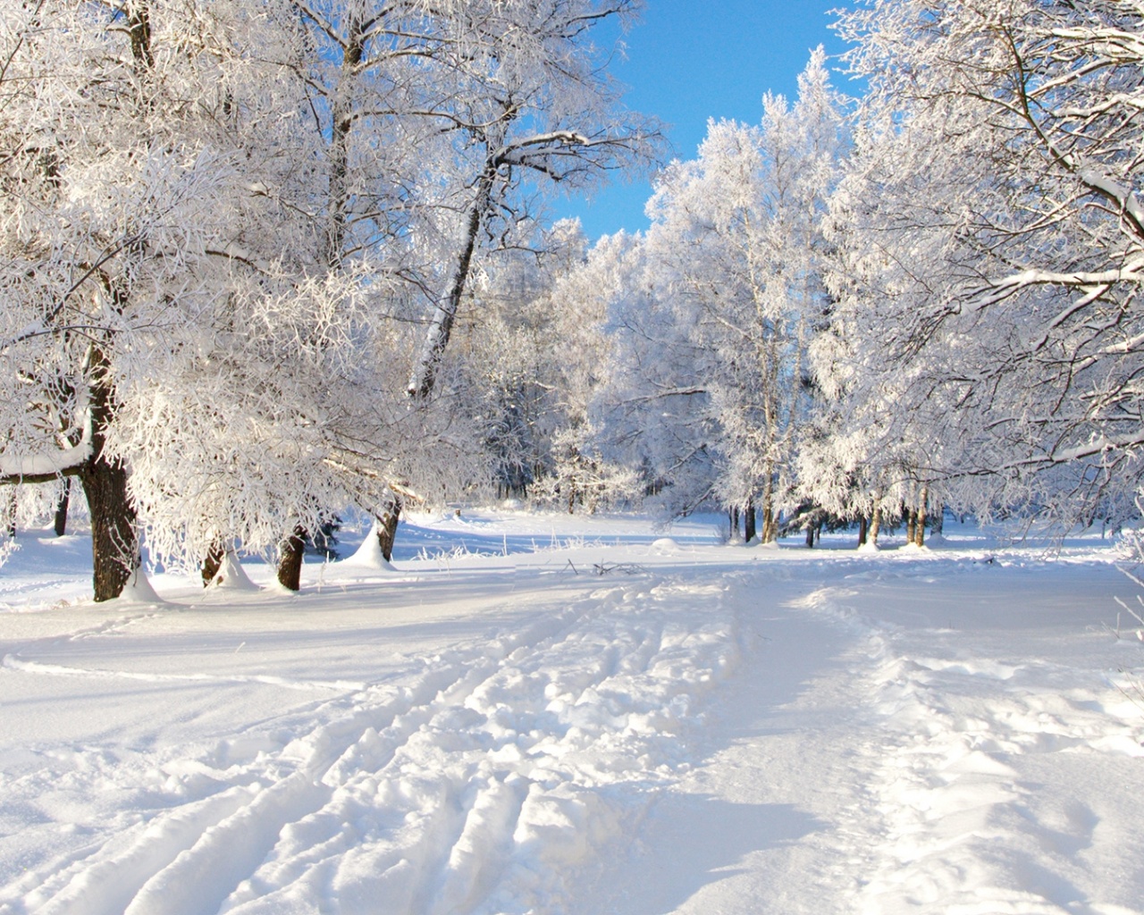 Track Snow Trees Hoar Frost