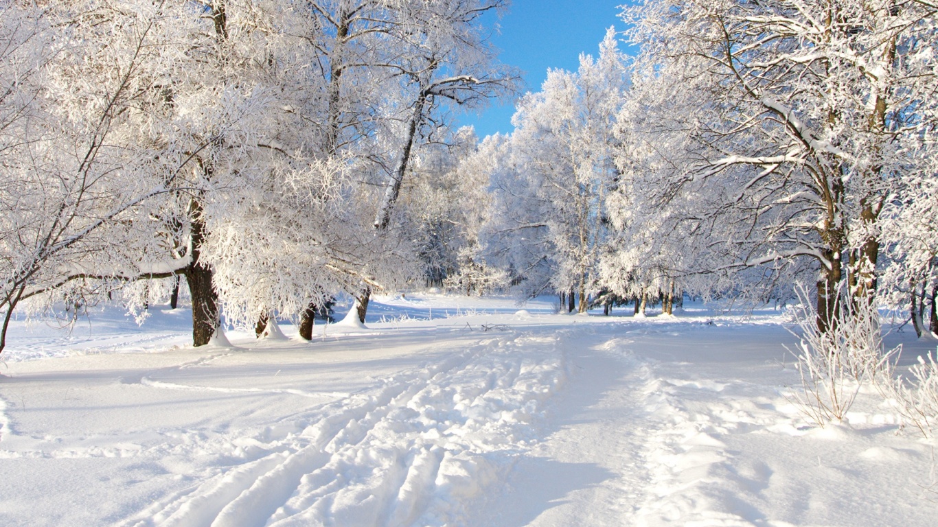 Track Snow Trees Hoar Frost