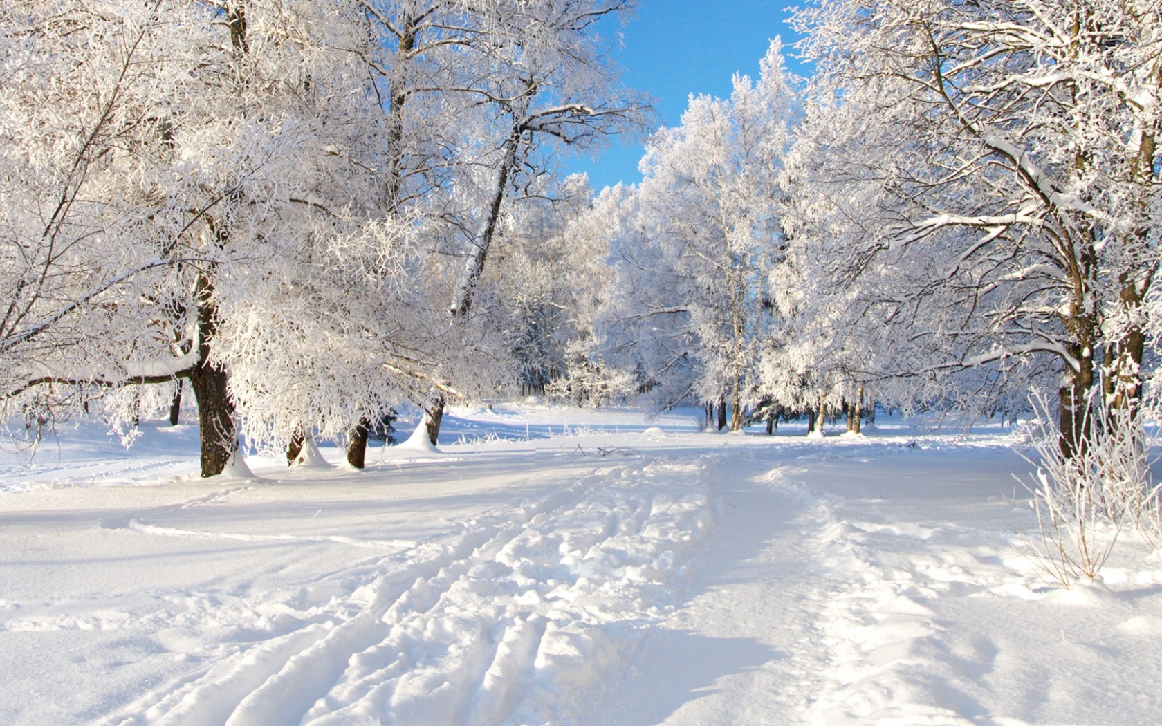 Track Snow Trees Hoar Frost