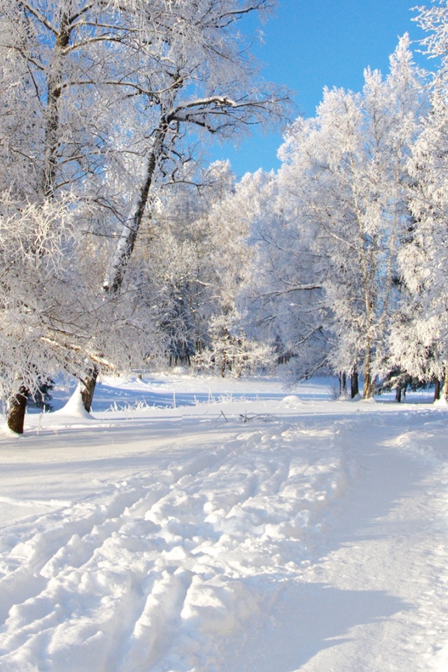 Track Snow Trees Hoar Frost