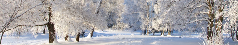 Track Snow Trees Hoar Frost