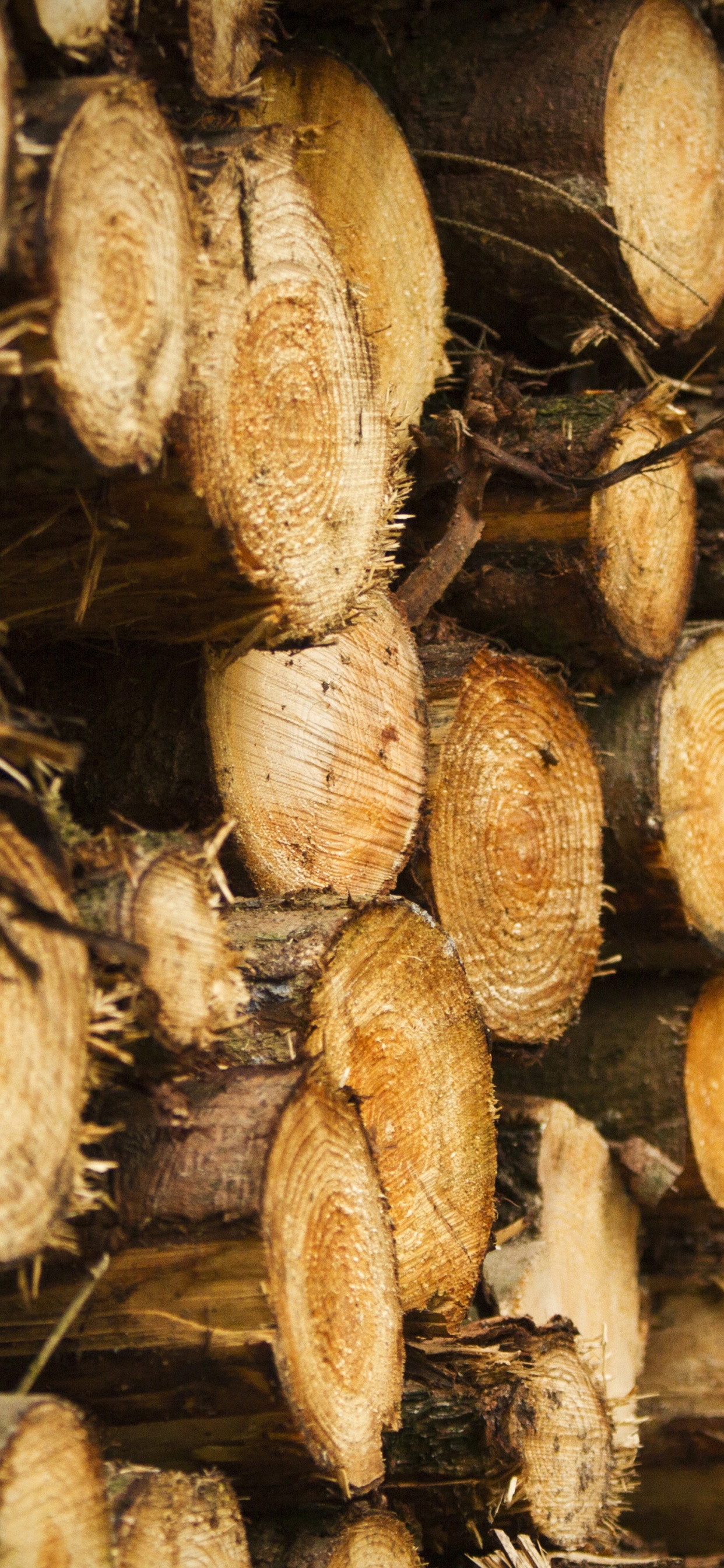 Tree Harvest