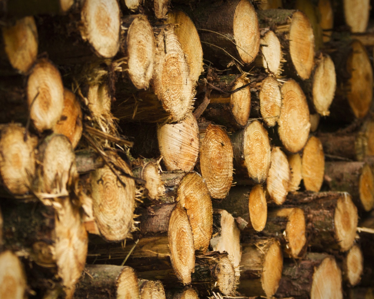 Tree Harvest