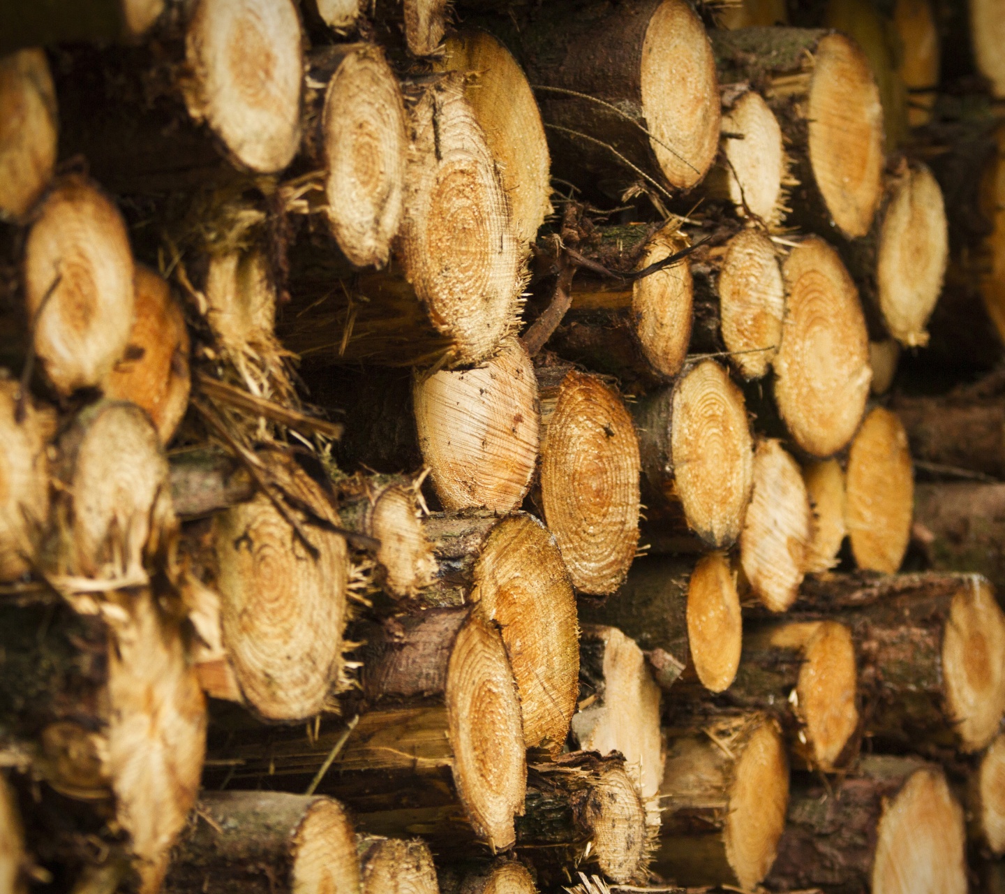 Tree Harvest