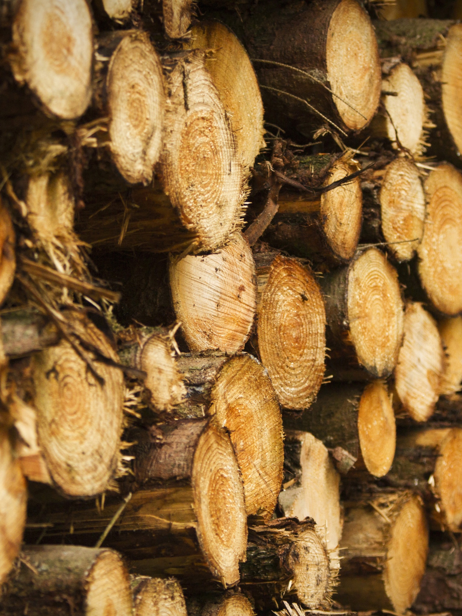 Tree Harvest