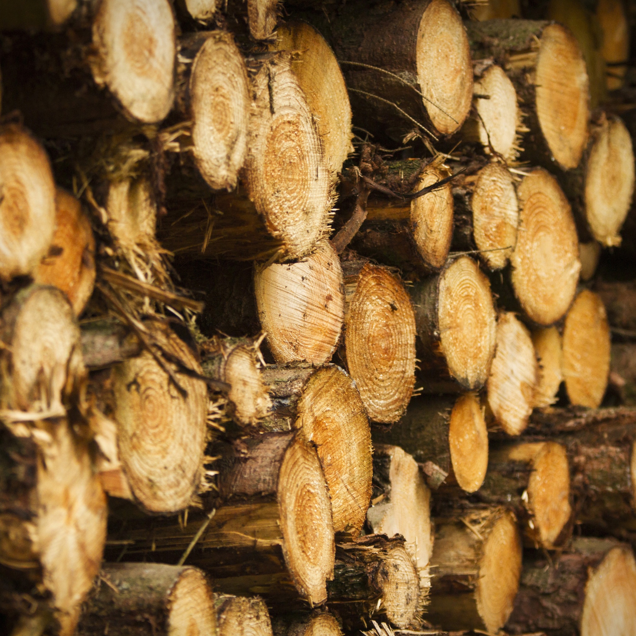 Tree Harvest