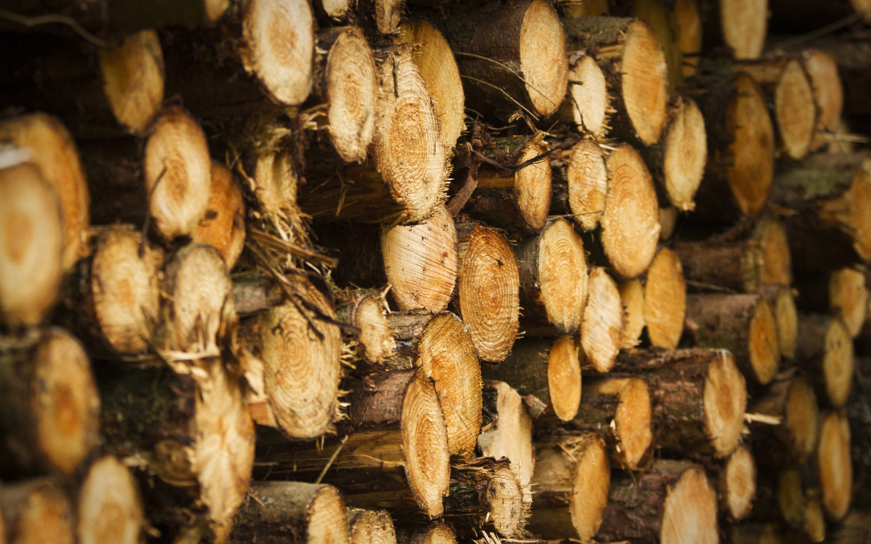 Tree Harvest