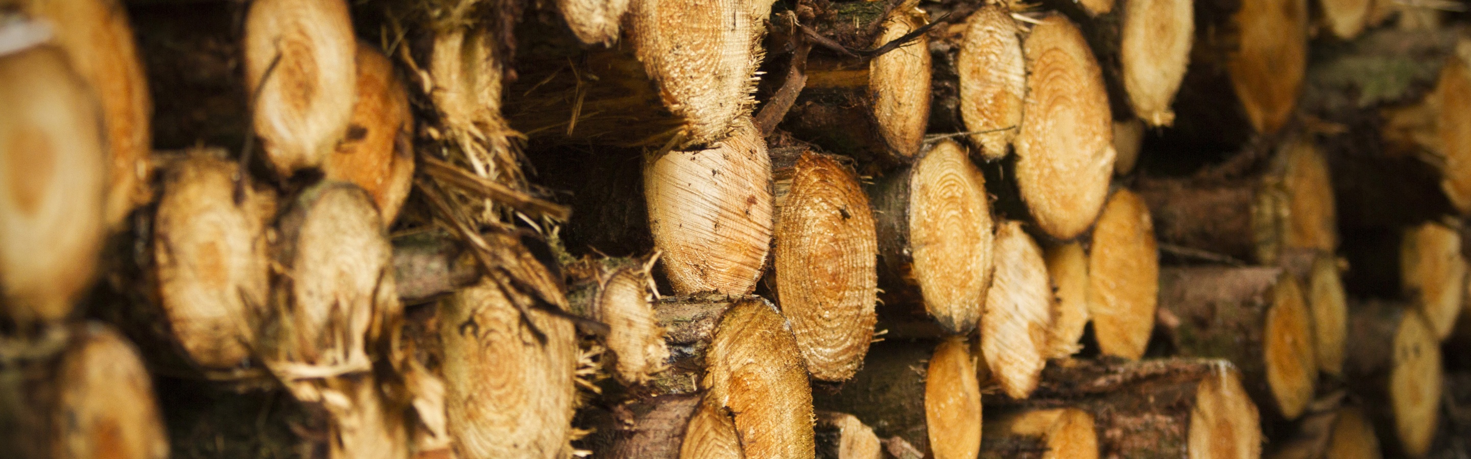 Tree Harvest