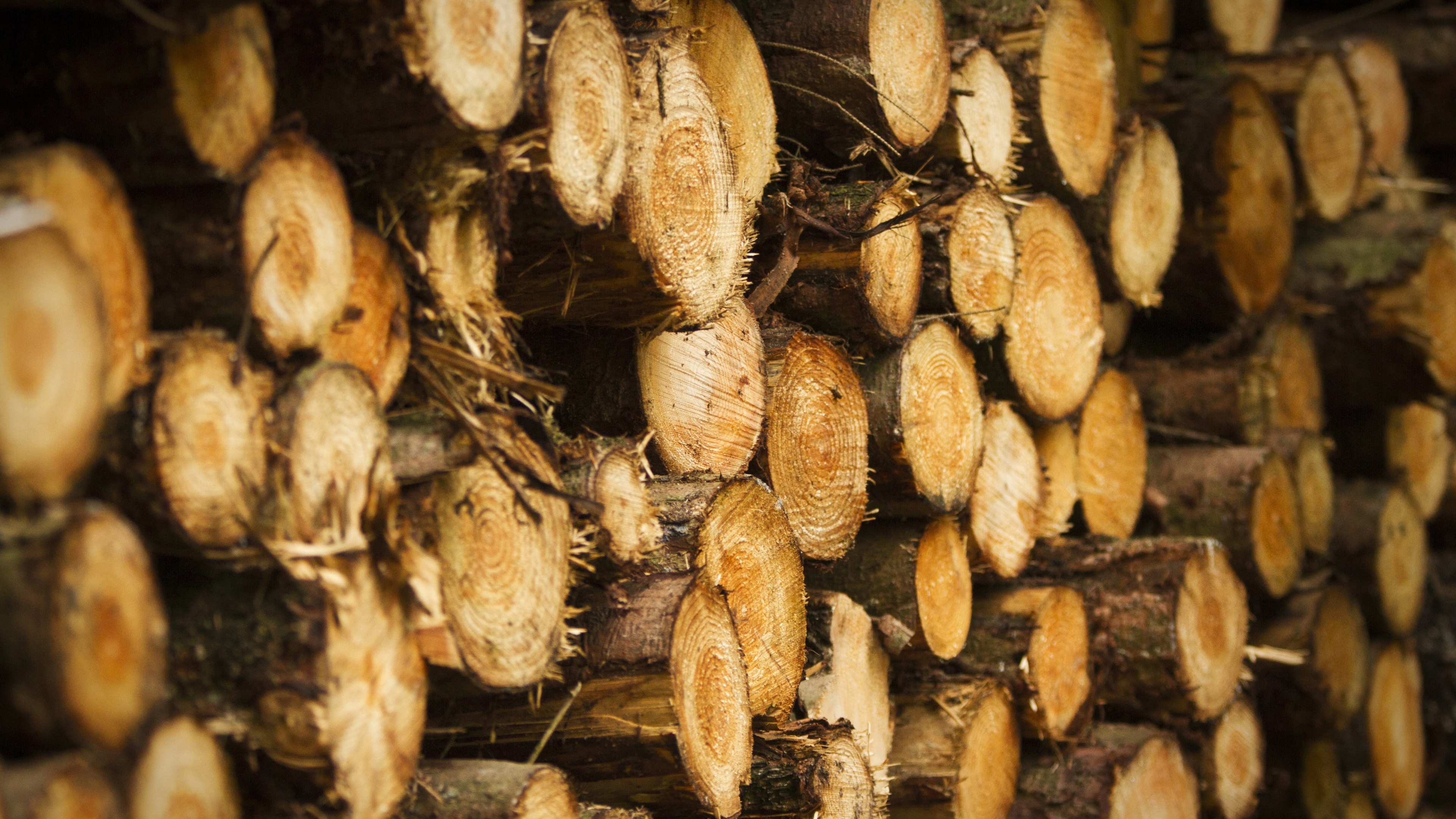 Tree Harvest