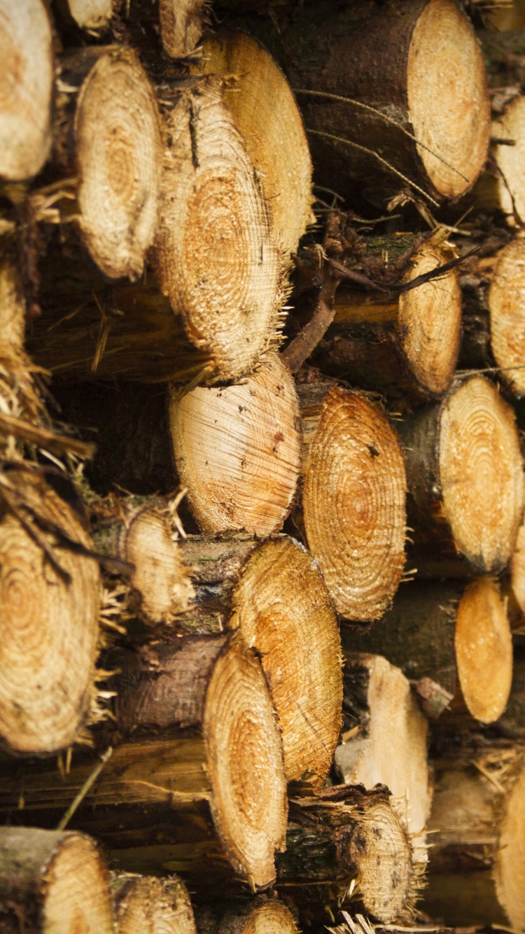 Tree Harvest