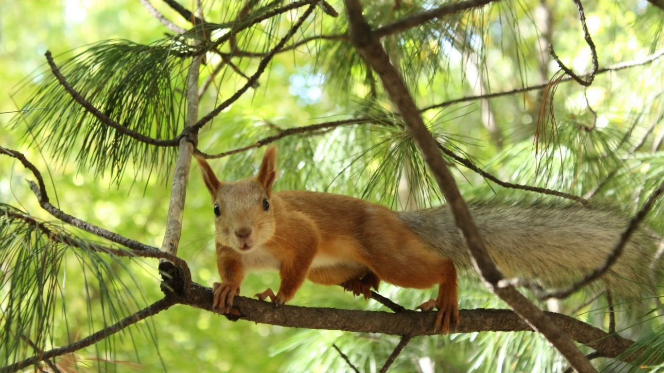 Tree Squirrel