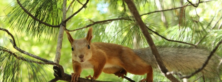 Tree Squirrel