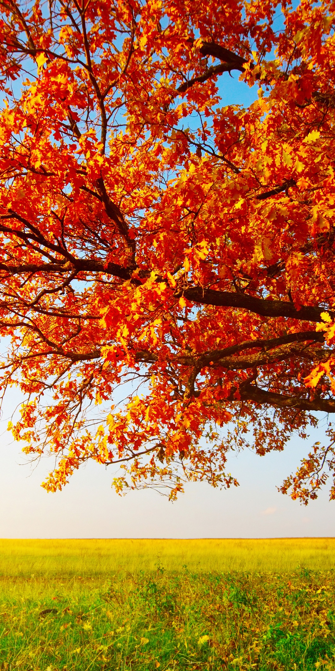 Tree With Leaves In Autumn Colors