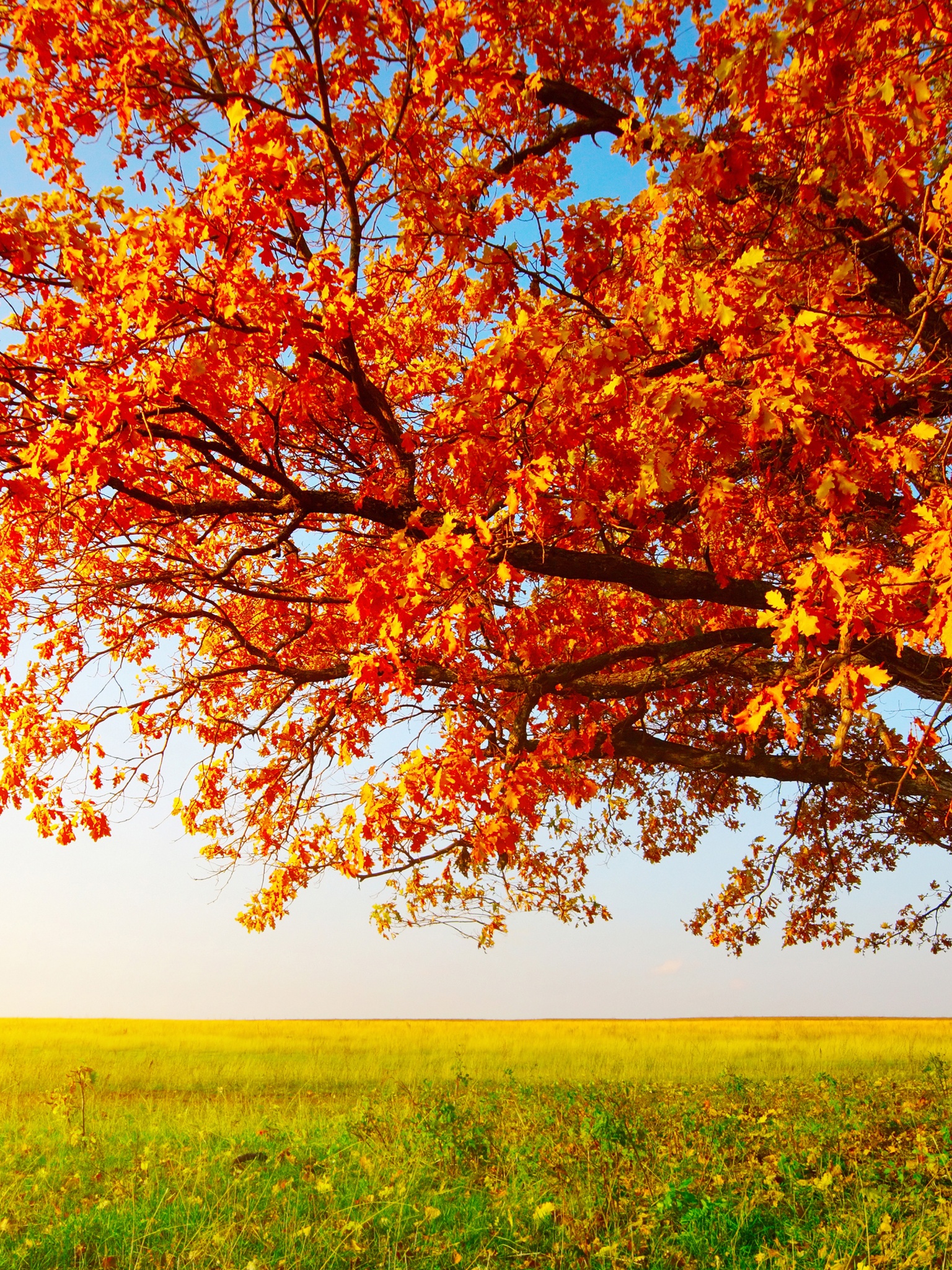 Tree With Leaves In Autumn Colors