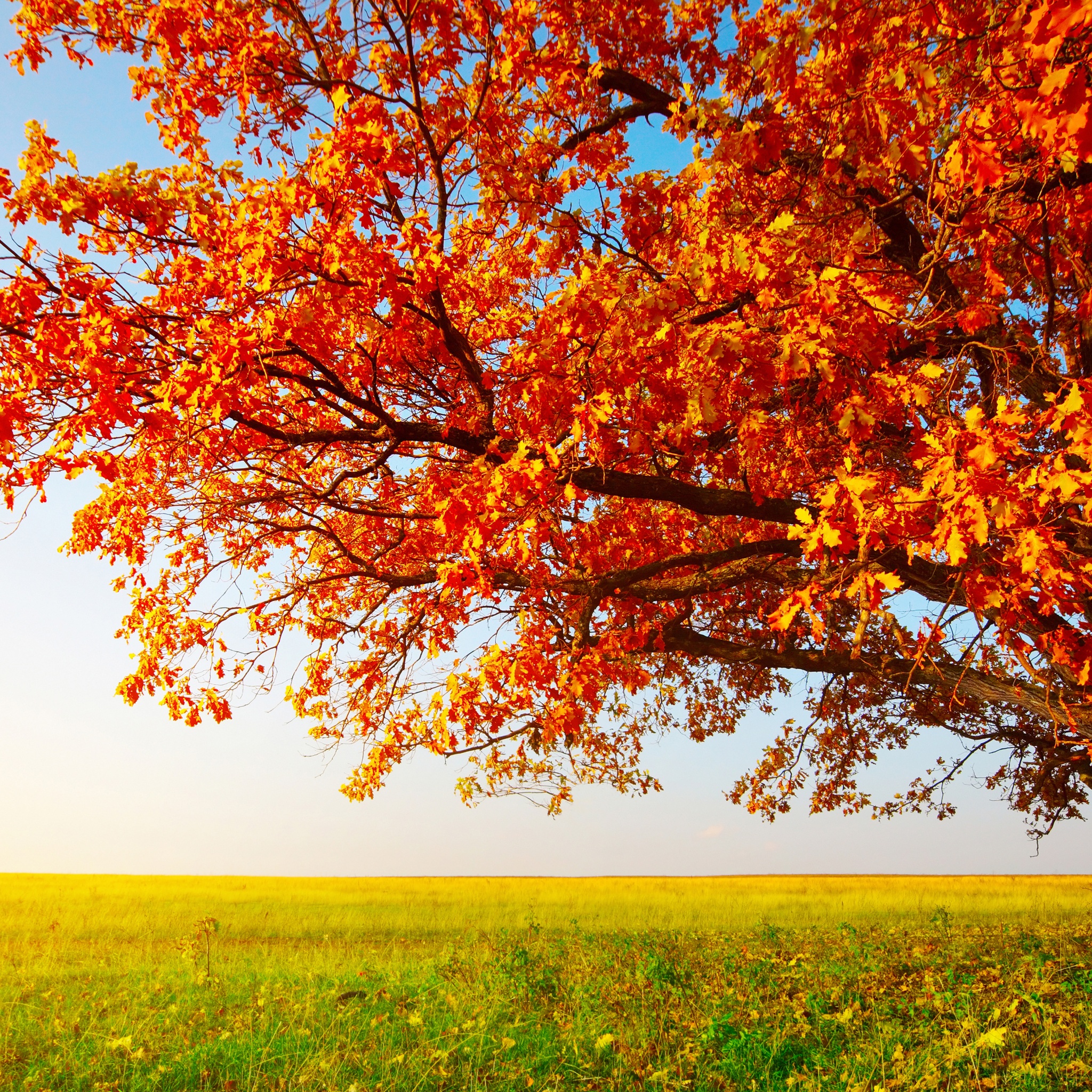 Tree With Leaves In Autumn Colors