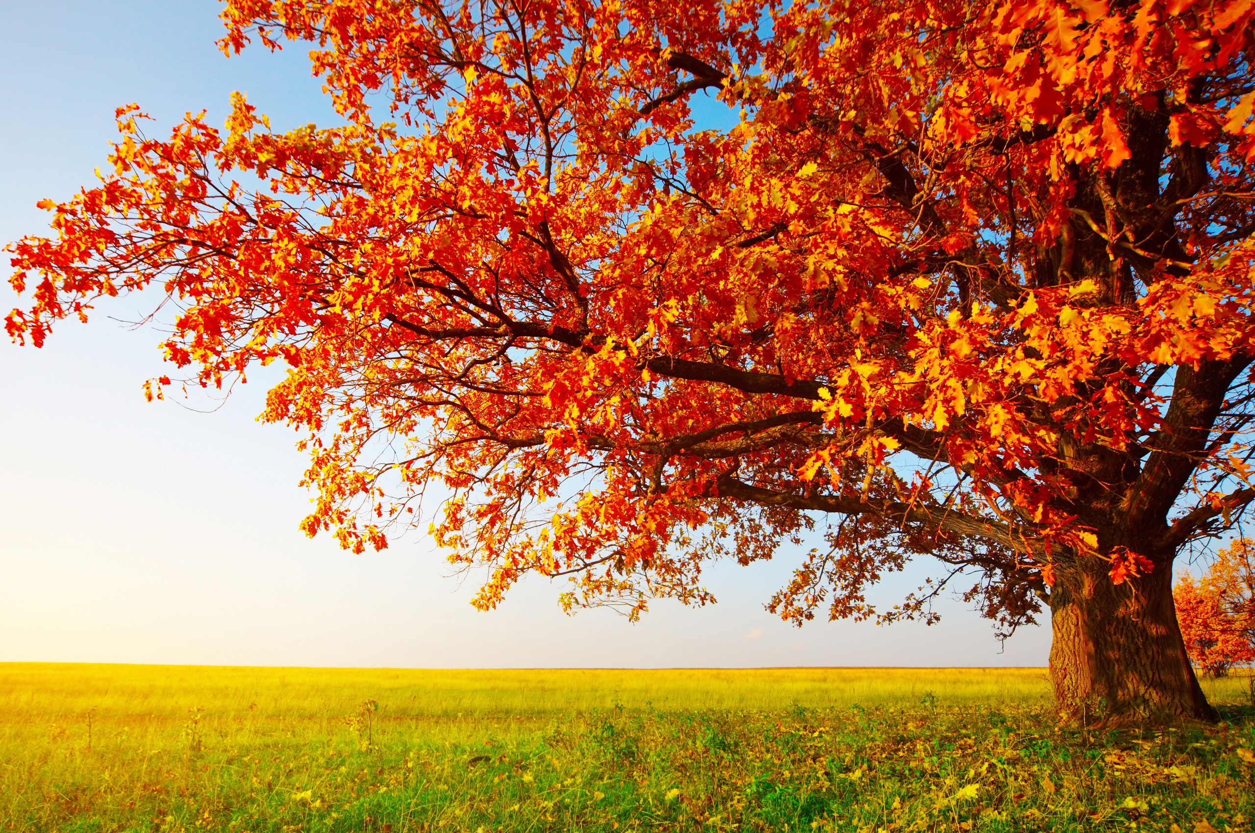 Tree With Leaves In Autumn Colors