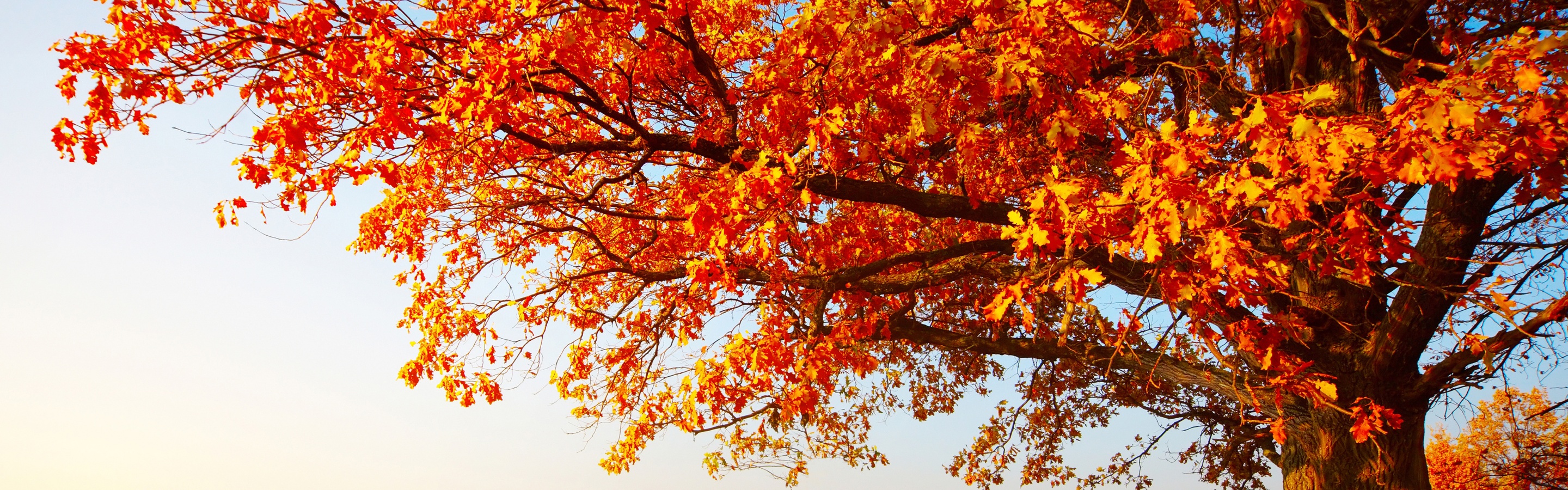 Tree With Leaves In Autumn Colors