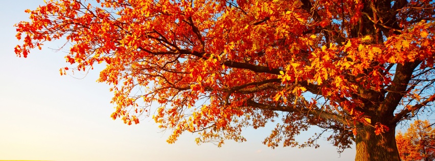 Tree With Leaves In Autumn Colors