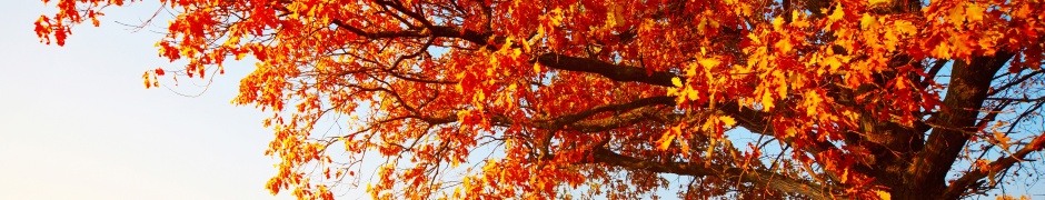 Tree With Leaves In Autumn Colors