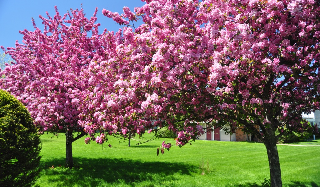 Trees Blooming Blossom Spring