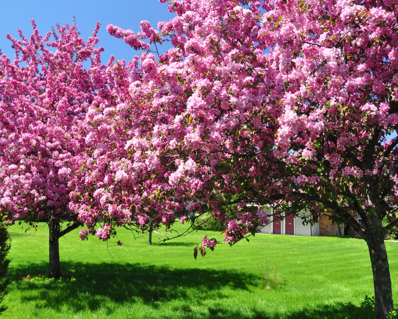 Trees Blooming Blossom Spring