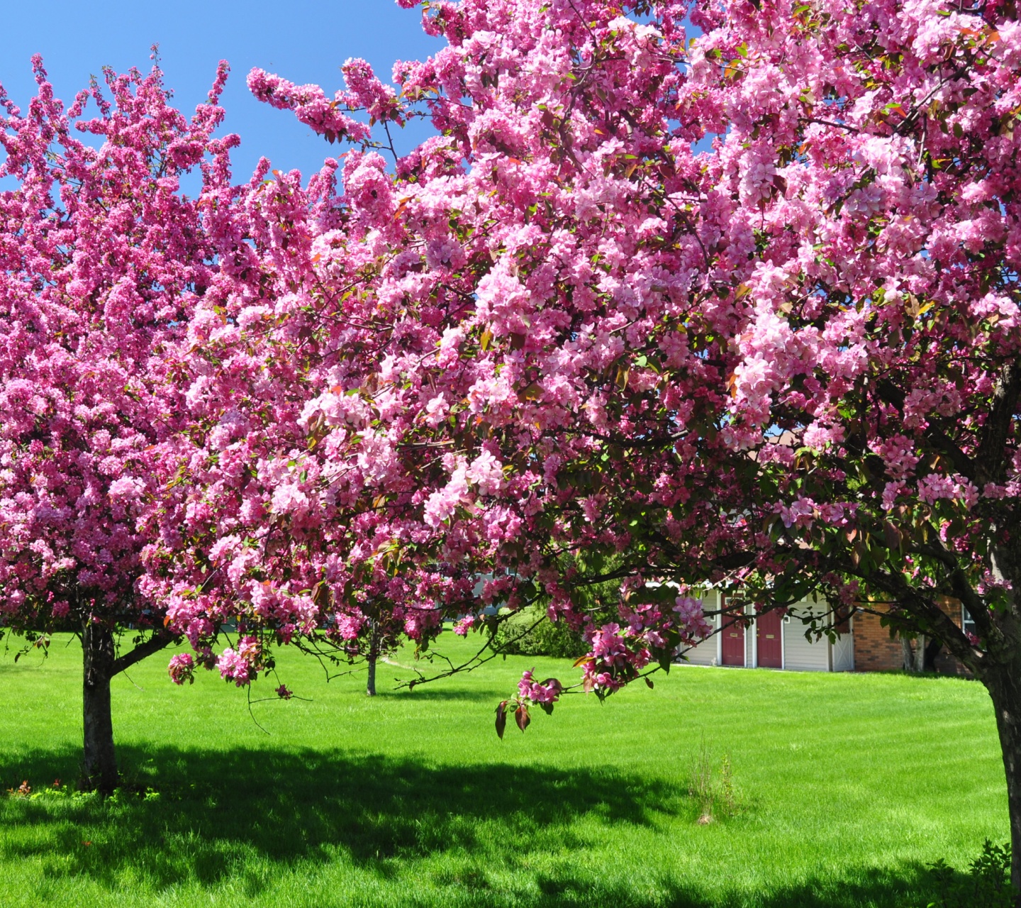 Trees Blooming Blossom Spring