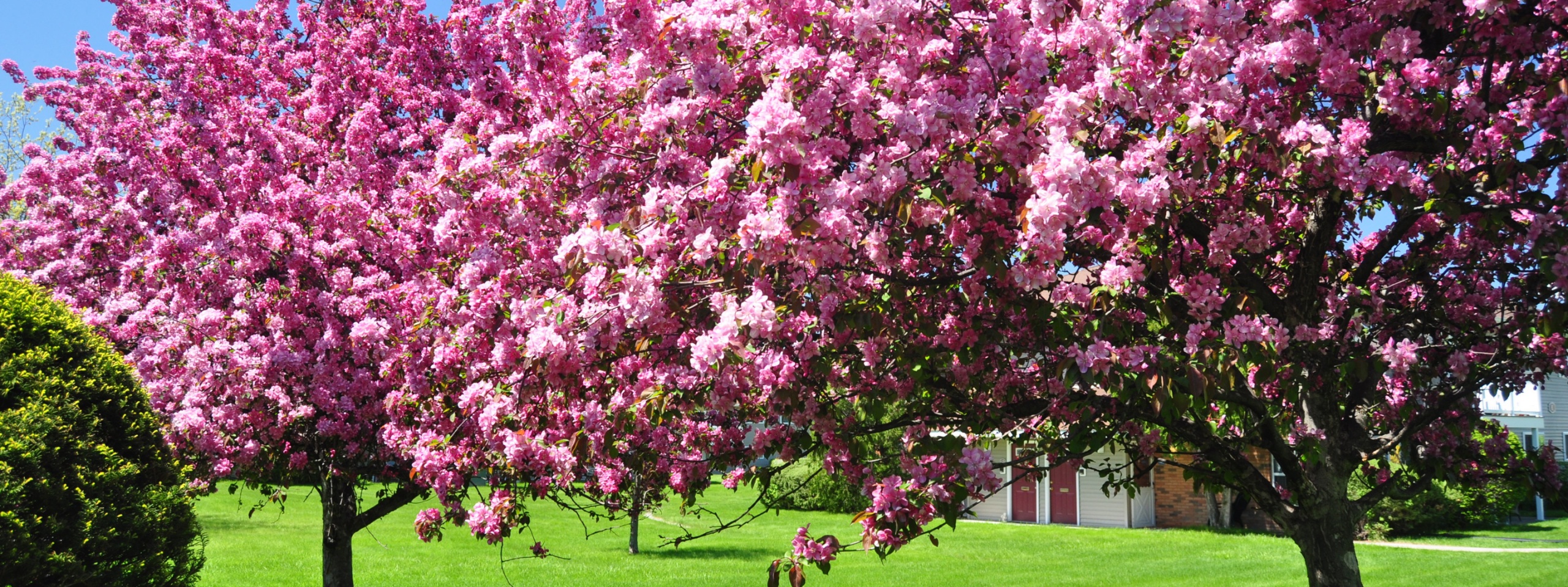 Trees Blooming Blossom Spring