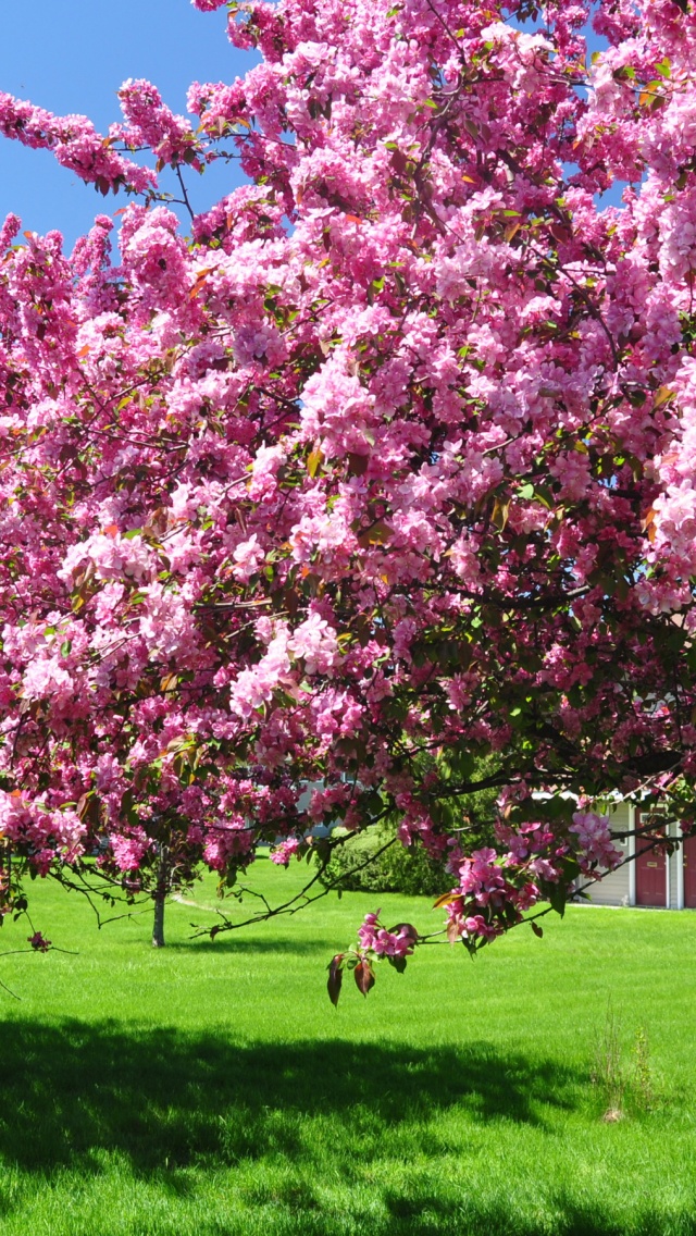 Trees Blooming Blossom Spring