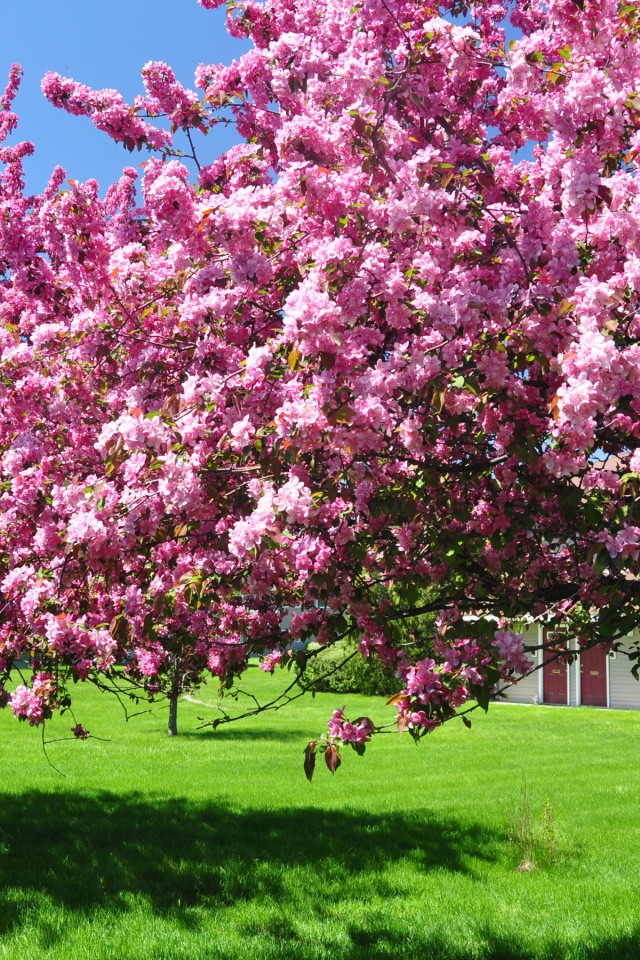 Trees Blooming Blossom Spring