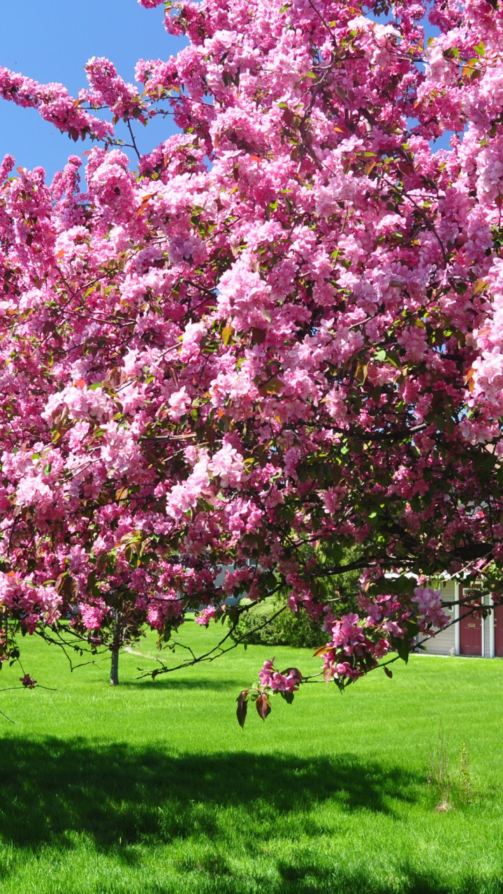 Trees Blooming Blossom Spring