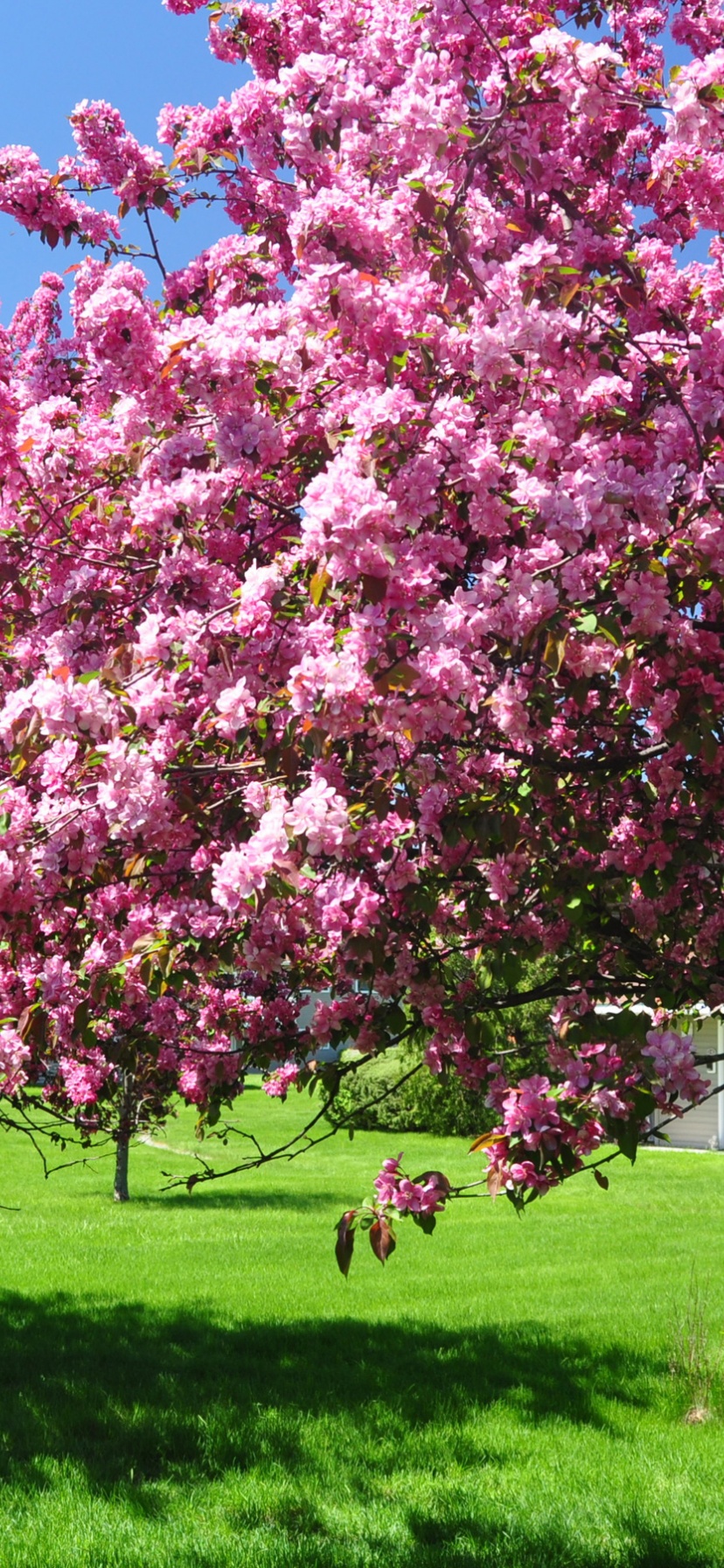 Trees Blooming Blossom Spring