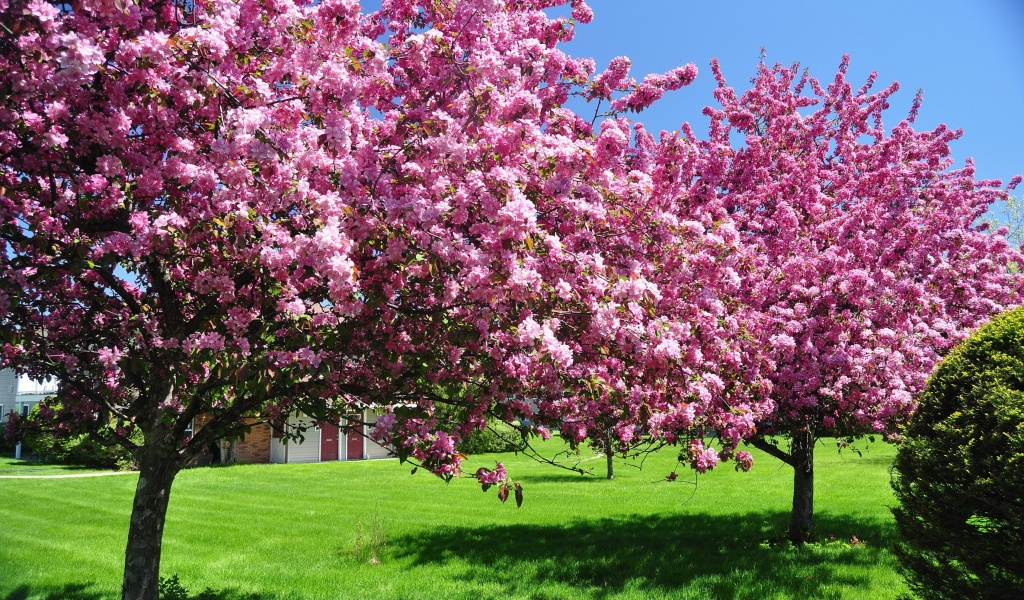 Trees In Blossom Pink Flowers