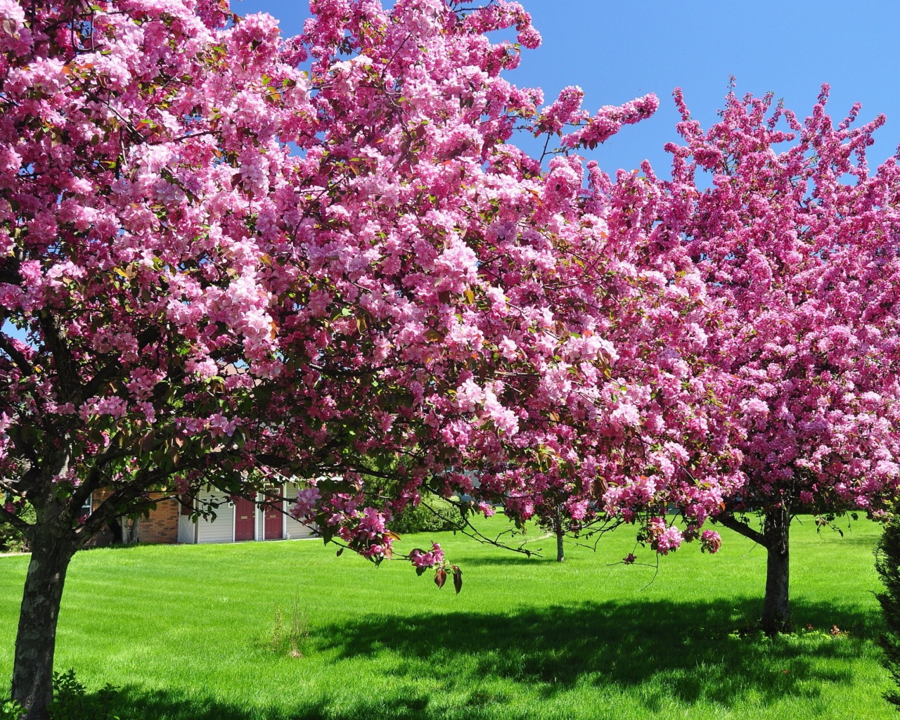 Trees In Blossom Pink Flowers