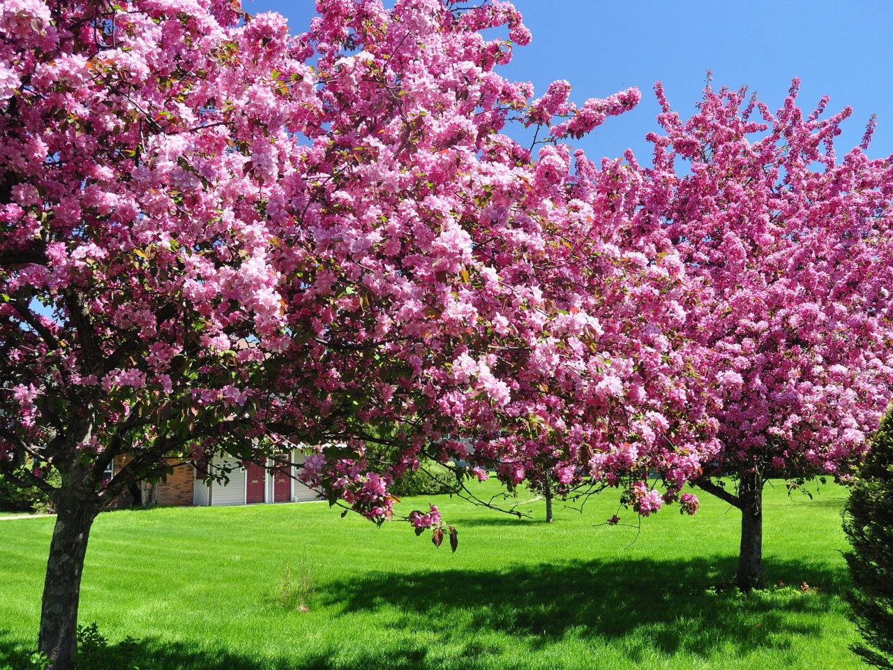 Trees In Blossom Pink Flowers