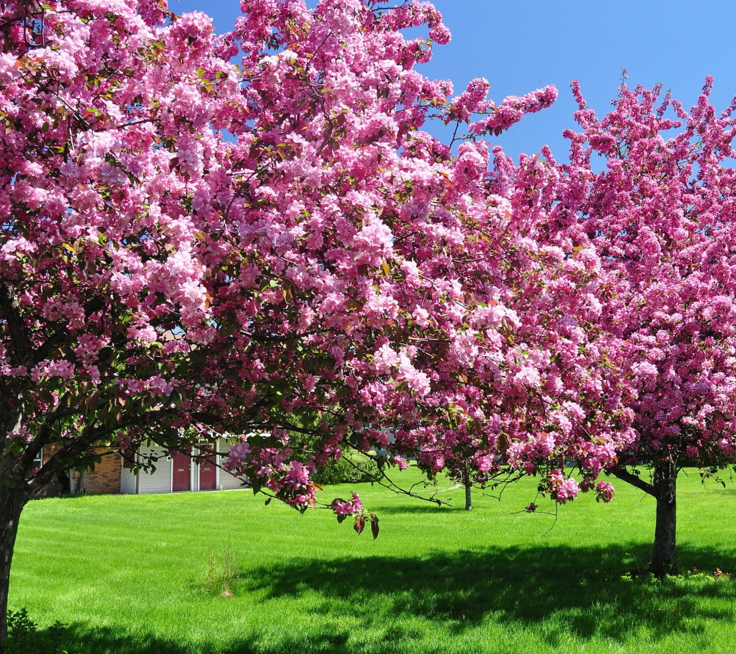 Trees In Blossom Pink Flowers