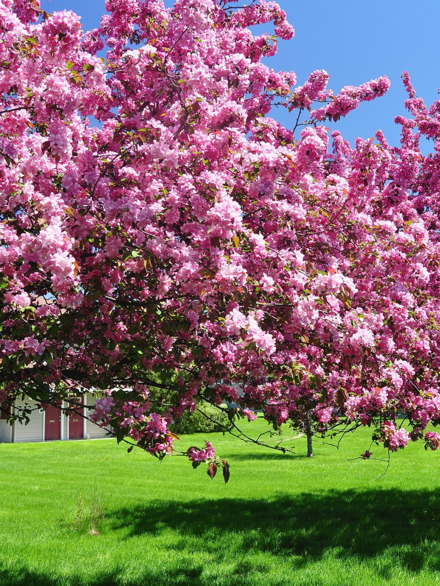 Trees In Blossom Pink Flowers