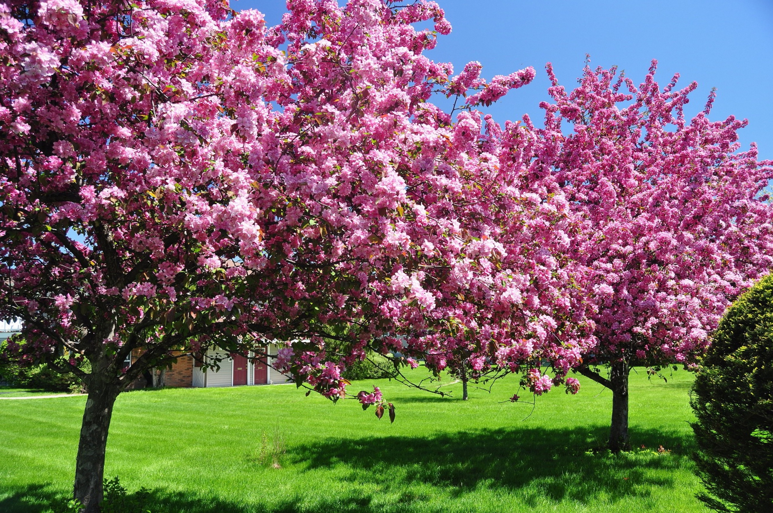 Trees In Blossom Pink Flowers