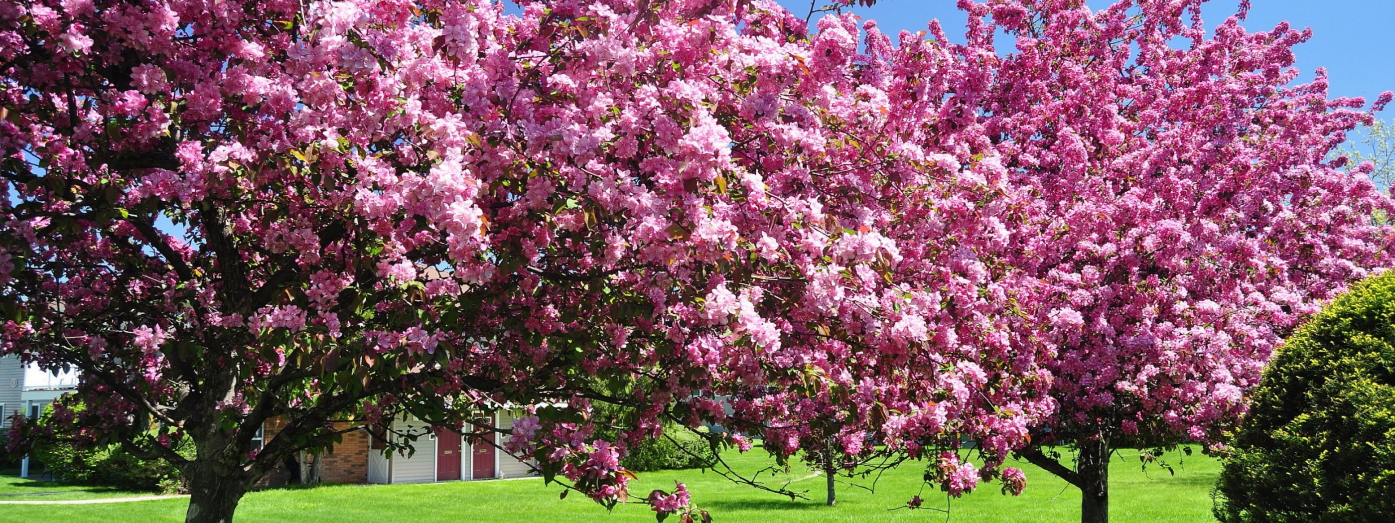 Trees In Blossom Pink Flowers