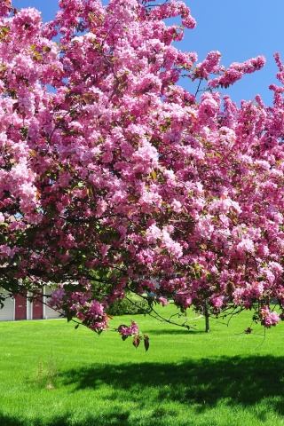 Trees In Blossom Pink Flowers