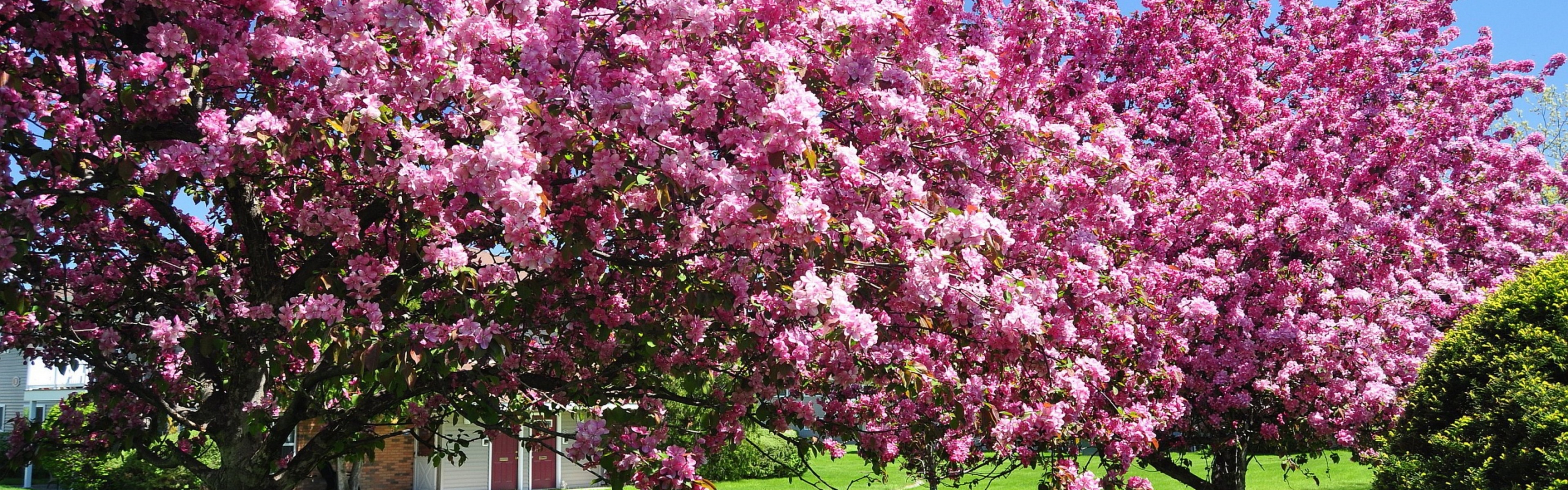 Trees In Blossom Pink Flowers